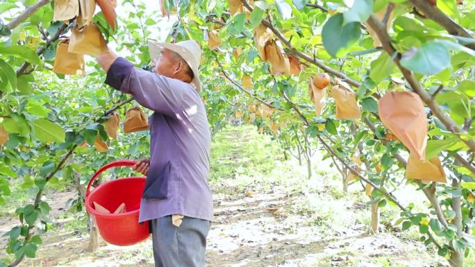 梨园莱阳梨秋月梨航拍果农采摘乡村振兴