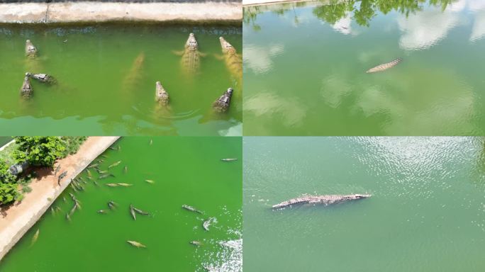 海南东方市鳄鱼东方鳄珍鳄鱼园