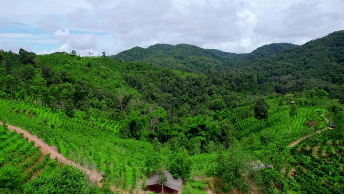 攸乐山 普洱茶古六大茶山热带雨林 基诺山