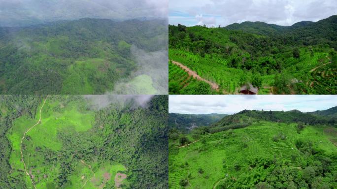 攸乐山 普洱茶古六大茶山热带雨林 基诺山