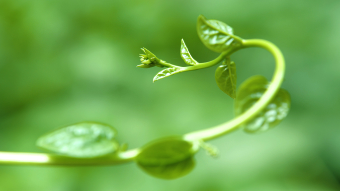 蔬菜特写多种绿色生态蔬菜青菜农家有机蔬菜