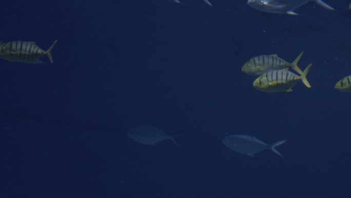 水族馆海洋鱼游动水下摄影