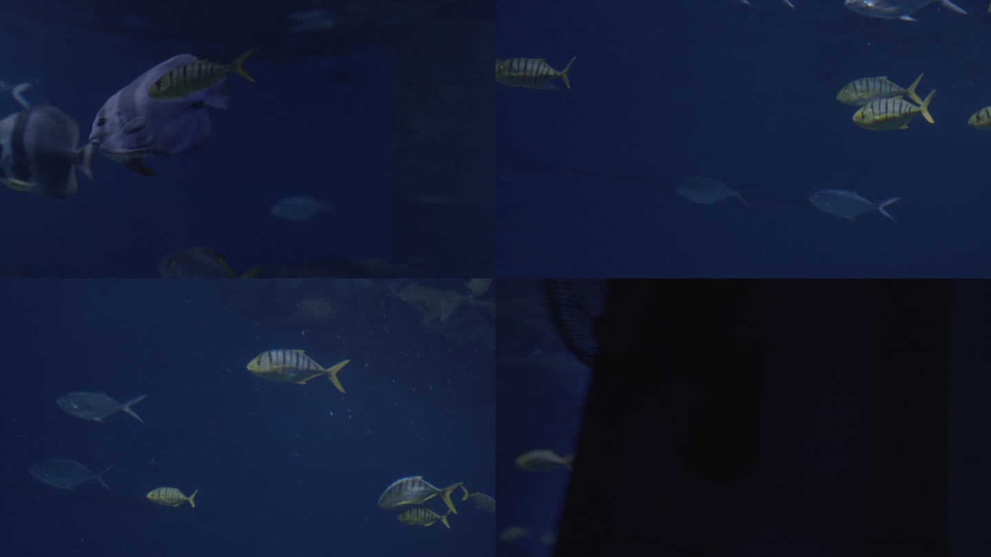水族馆海洋鱼游动水下摄影