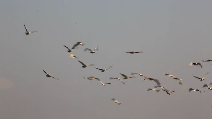 克旗达里湖畔的鸟群