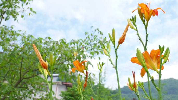 黄花菜萱草金针菜美食食物营养健康