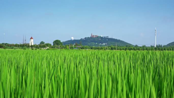 张朴桥天主教堂与田野风光