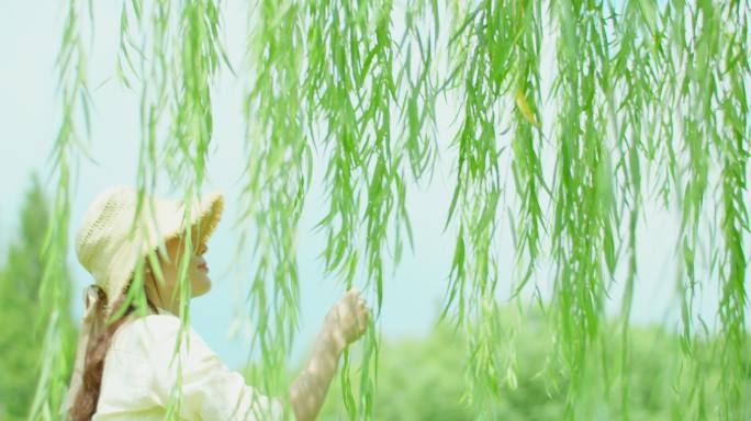 夏日 垂柳 阳光 微风 女性