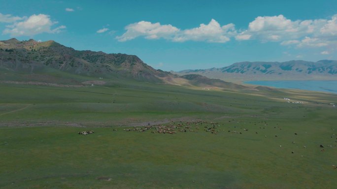 新疆内蒙大草原羊群放牧