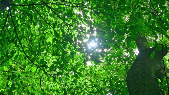 热带雨林树林里从树叶缝隙里迸射出的光芒