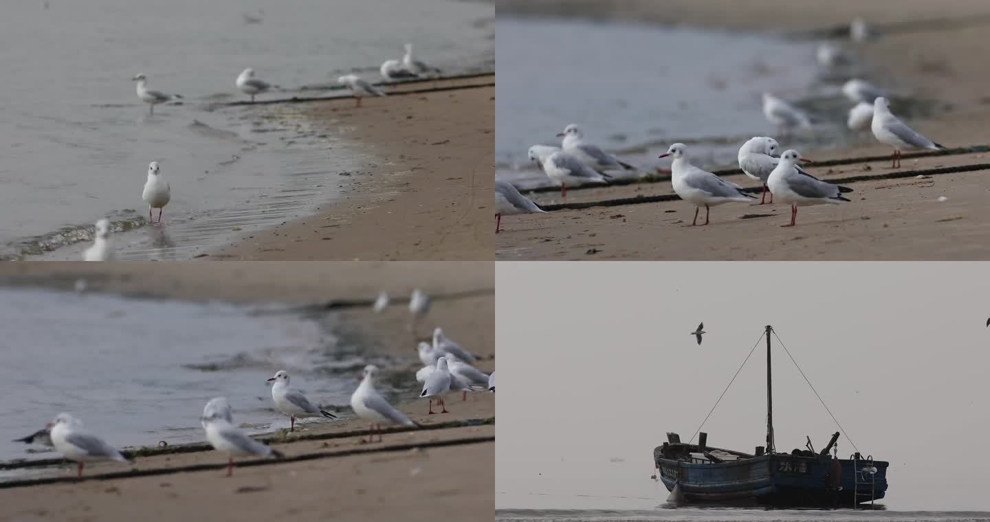 海边海鸥飞翔