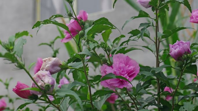 木槿花花朵花卉公园栽植栽培植物