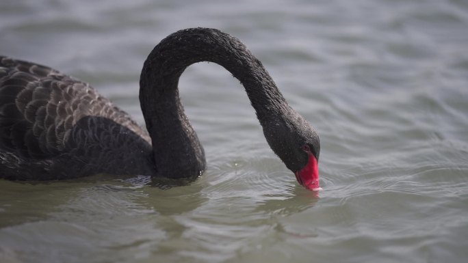 凤凰湖生态环境黑天鹅在河里游泳