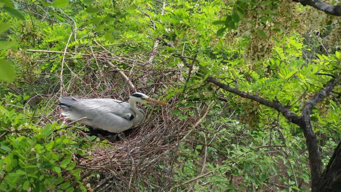 苍鹭孵鸟视频白鹭看护幼崽自然生灵
