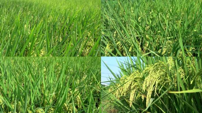 农村田野水稻