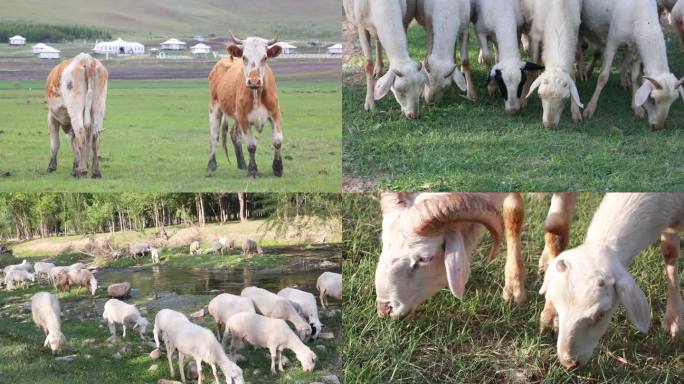 【合集】放牧牛羊吃草