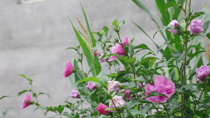 木槿花花朵花卉公园栽植栽培植物