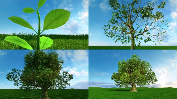 大树生长  绿色  环保 低碳 茁壮成长