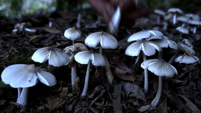 深山野生菌 鸡枞菌 野蘑菇