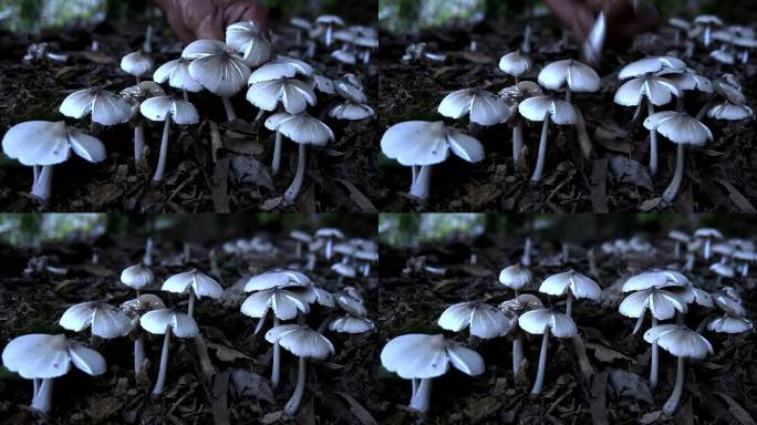 深山野生菌 鸡枞菌 野蘑菇