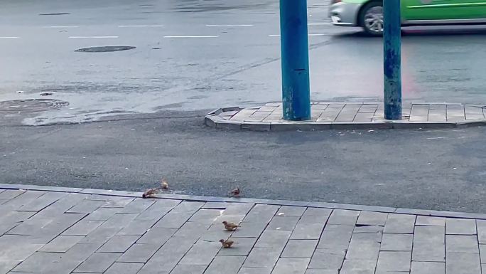 几只麻雀在车水马龙的街边觅食