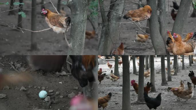 树林里散养土鸡 林下经济