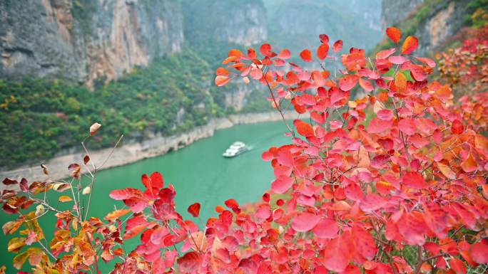 航拍长江三峡红叶