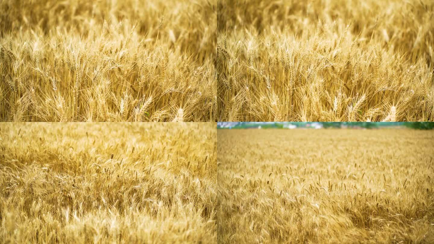 乡村 小麦 丰收 金黄