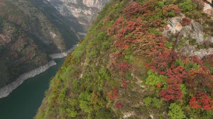 航拍长江三峡红叶