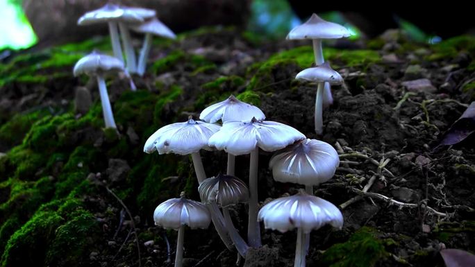 野生菌 鸡枞菌 野蘑菇