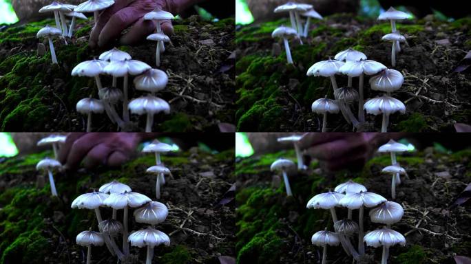 野生菌 鸡枞菌 野蘑菇