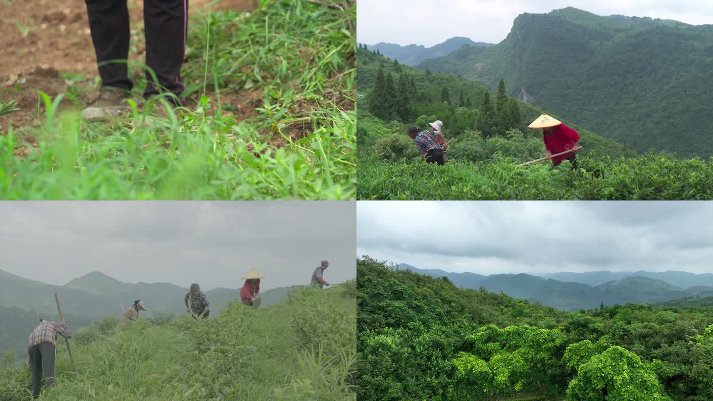 茶叶茶园除草管理