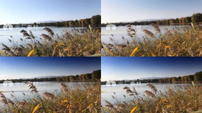 【4k】自然风景，湖边景色， 芦苇湖泊