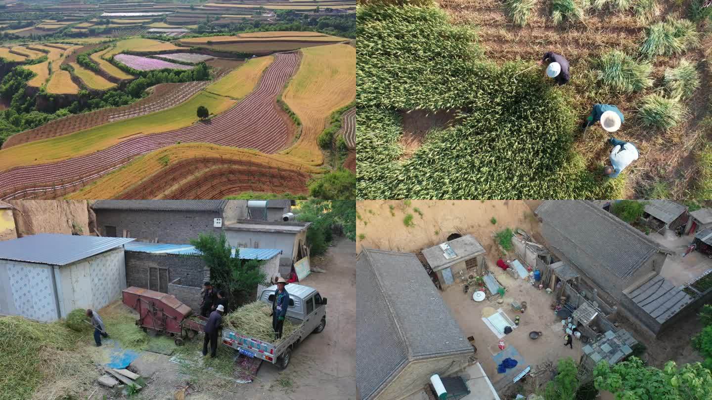 山西南部农村收割青麦做特色美食：碾转