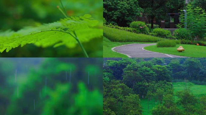 大自然、森林、蜜蜂、雨天、空镜头