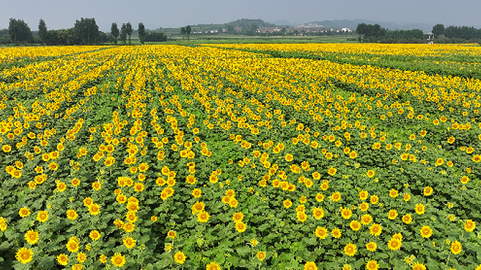 黄河岸畔，千亩向日葵竞相绽放