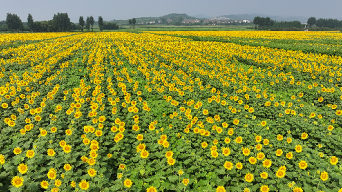 黄河岸畔，千亩向日葵竞相绽放视频素材