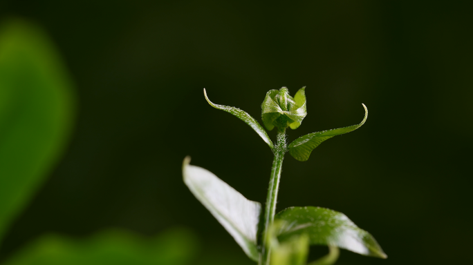 植物生长延时