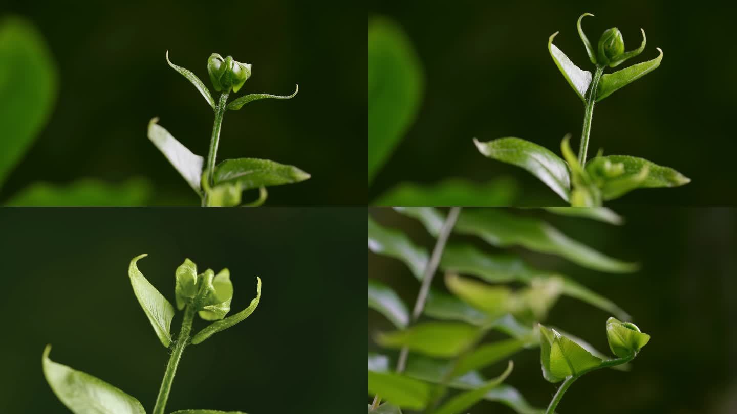 植物生长延时