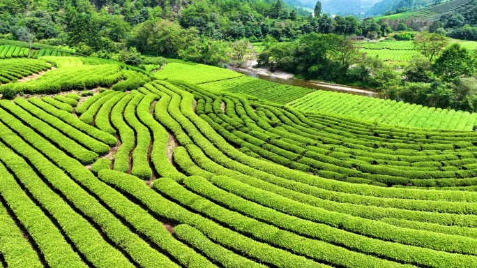 茶山 茶园