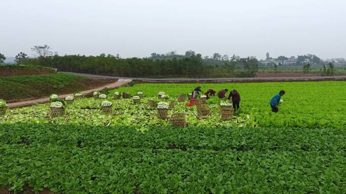 武胜五家岩白菜基地