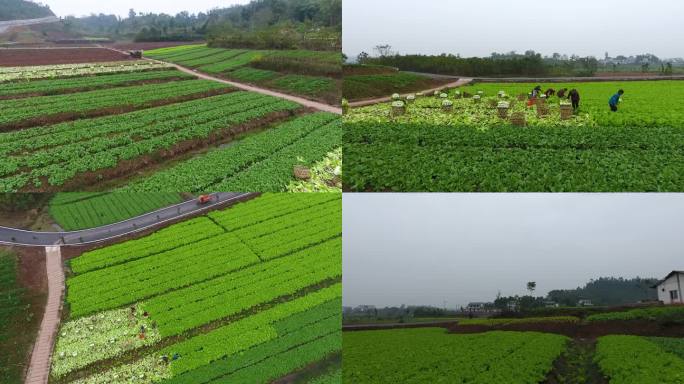 武胜五家岩白菜基地