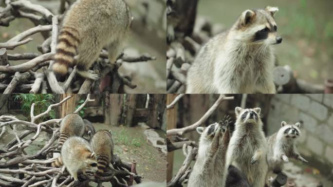 小浣熊