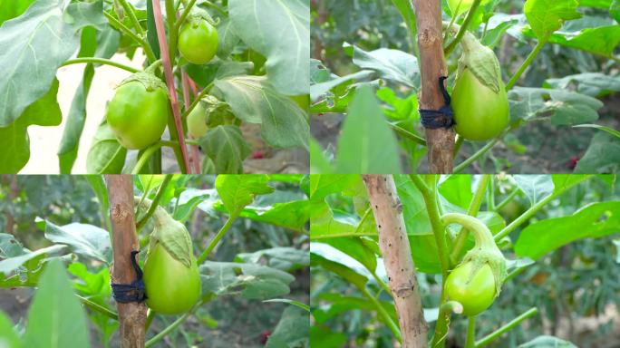 茄子种植