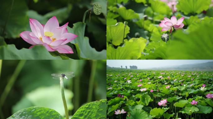 接天莲叶无穷碧,映日荷花别样红