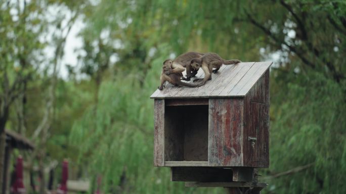 小猴子