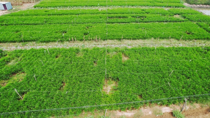 农业丰收姜种植 大片姜地航拍生姜种植基地