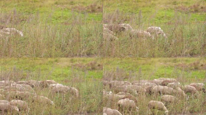 羊群在草地吃草
