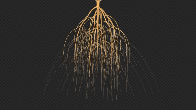 三维植物根茎动画带通道