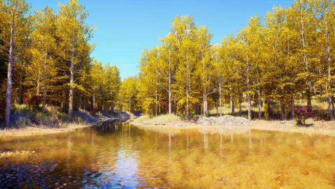 秋天河边树林