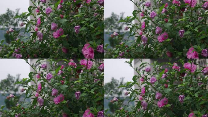 木槿花花朵花卉公园栽植栽培植物